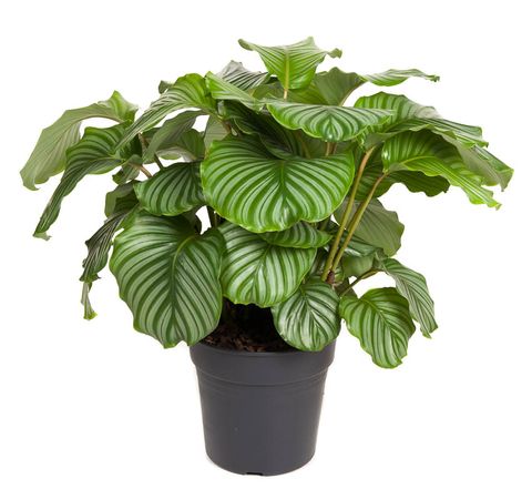 Calathea orbifolia