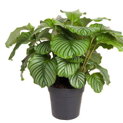 Calathea orbifolia