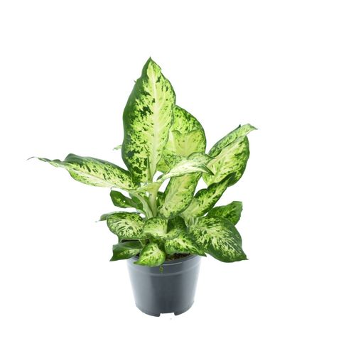 Dieffenbachia 'Compacta'