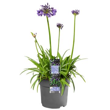 Agapanthus EVERPANTHUS POPPIN' PURPLE