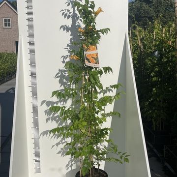 Campsis radicans 'Flava'