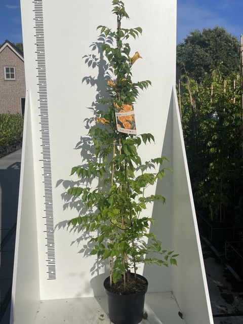 Campsis radicans 'Flava'