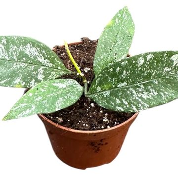 Hoya multiflora 'Silver Splash'