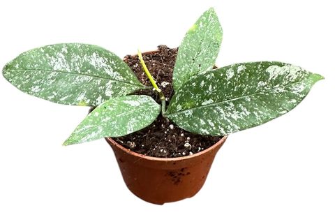Hoya multiflora 'Silver Splash'