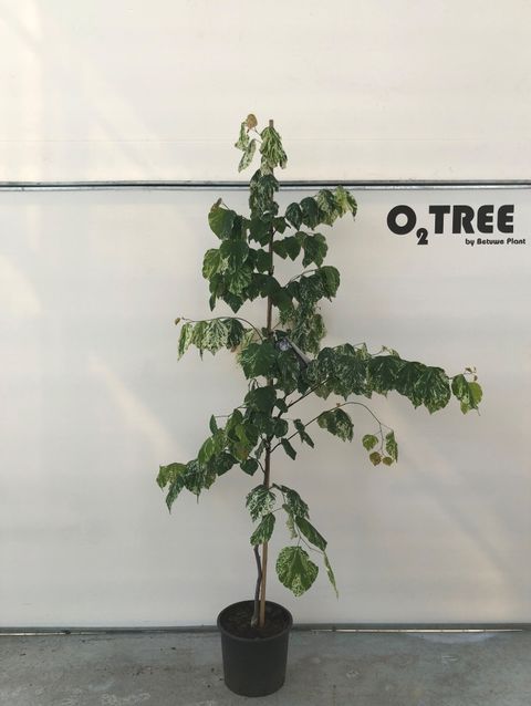 Cercis canadensis 'Alley Cat'