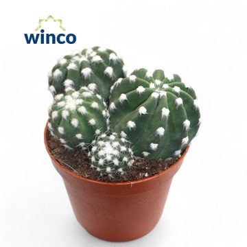 Echinopsis subdenudata