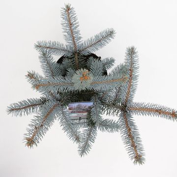 Picea pungens 'Hoopsii'