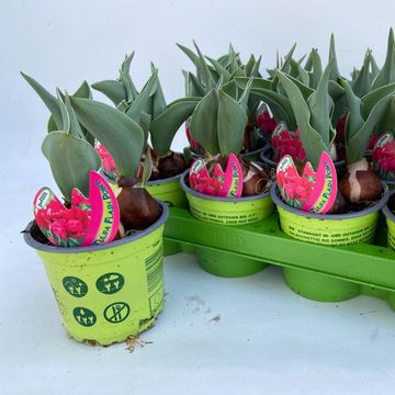 Tulipa 'Flash Point'