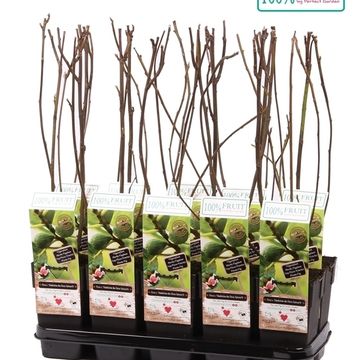 Ficus carica 'Madeleine des Deux Saisons'