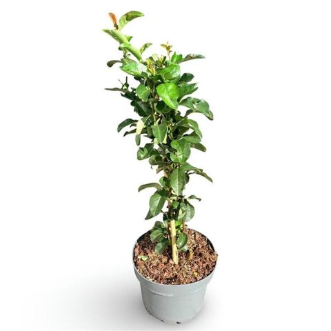 Chaenomeles speciosa 'Scarlet Storm'
