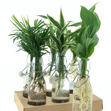 Arrangement Houseplants