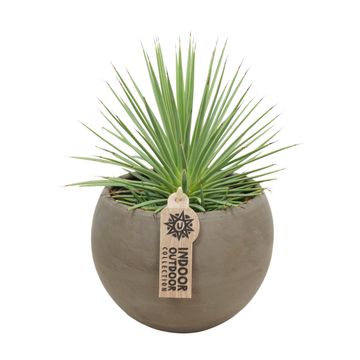 Agave stricta 'Nana'