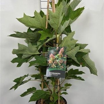Hydrangea quercifolia 'Munchkin'