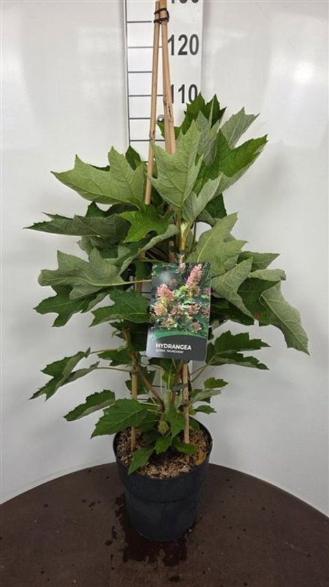 Hydrangea quercifolia 'Munchkin'