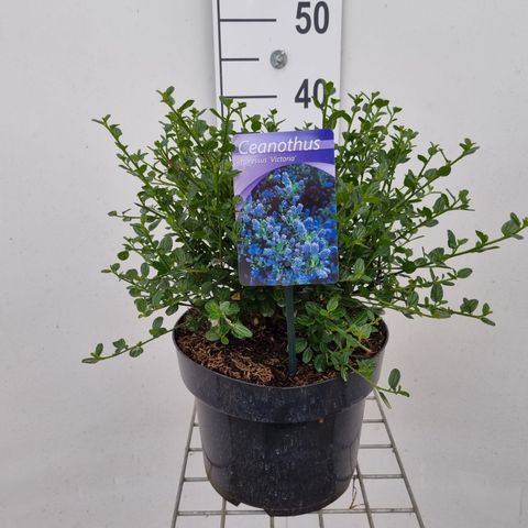 Ceanothus impressus 'Виктория'