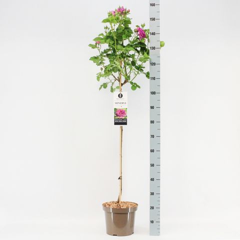 Rosa MINERVA
