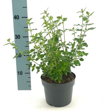 Salvia microphylla 'Hot Lips'