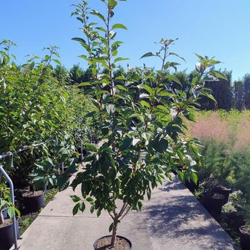 Prunus serrulata 'Kanzan'