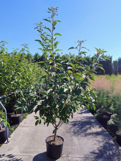 Prunus serrulata 'Kanzan'
