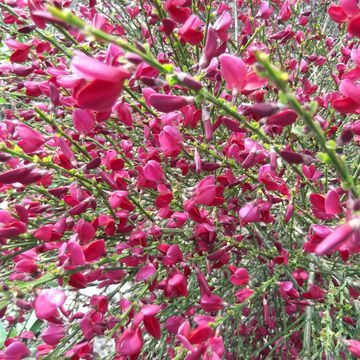 Cytisus 'Боскоп Руби'