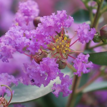 Lagerstroemia indica WITH LOVE ETERNAL