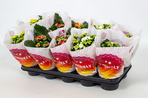 Kalanchoe blossfeldiana PERFECTA MIX