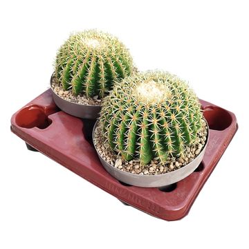 Echinocactus grusonii brevispinus