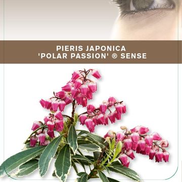 Pieris japonica POLAR PASSION