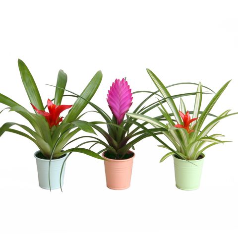 Bromelia MIX