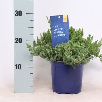 Juniperus procumbens 'Nana'