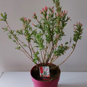 Salix integra 'Flamingo'