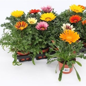 Gazania MIX
