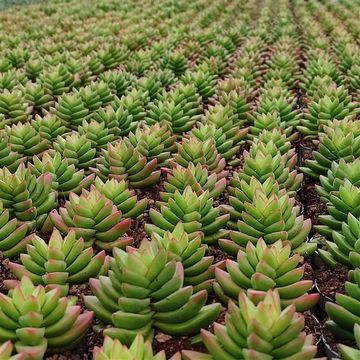 Crassula 'Benjamin'