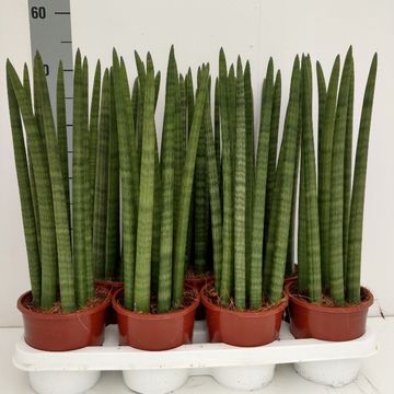 Sansevieria cylindrica 'Straight'