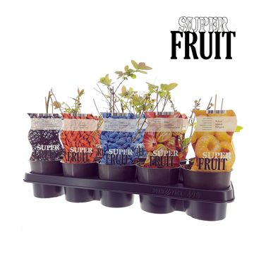 Plantes fruitières MIX