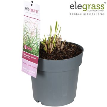 Miscanthus sinensis 'Ferner Osten'