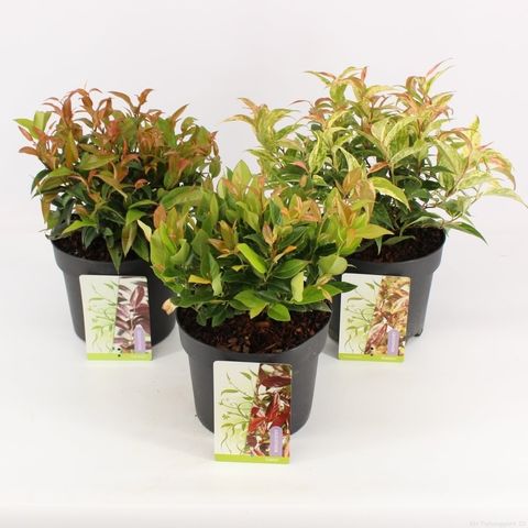 Leucothoe MIX