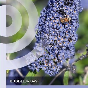 Buddleja davidii 'Ellen's Blue'