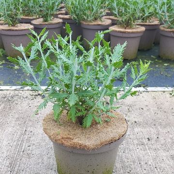 Perovskia 'Blue Spire'