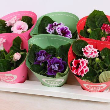 Gloxinia MORE LIPS