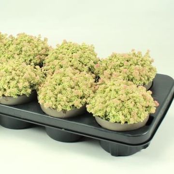 Sedum 'Little Missy'