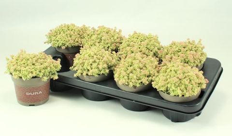 Sedum 'Little Missy'