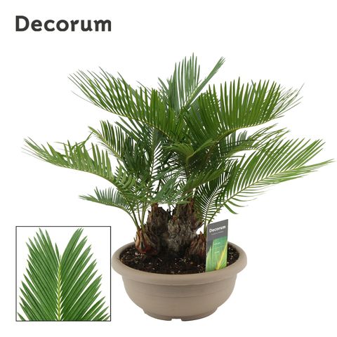 Cycas revoluta