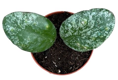 Hoya waymaniae 'Kapuas'