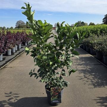 Euonymus europaeus 'Red Cascade'