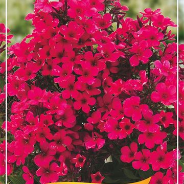 Phlox 'Early Red'