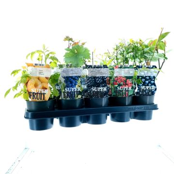 Plantes fruitières MIX