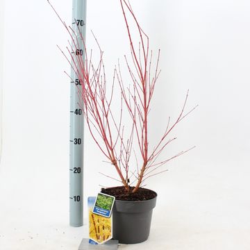 Acer palmatum 'Сангокаку'