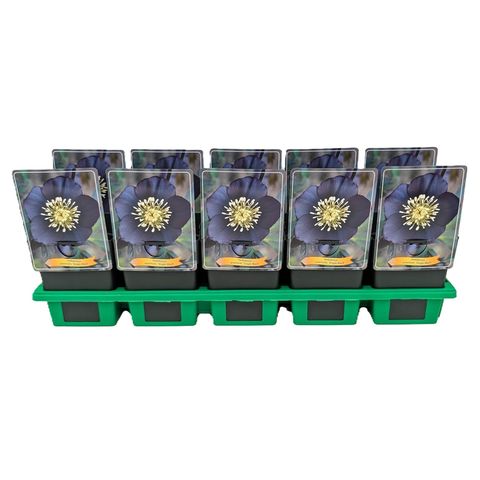 Helleborus orientalis 'Single Black'