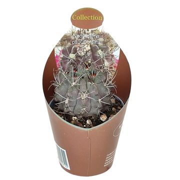 Neoporteria paucicostata